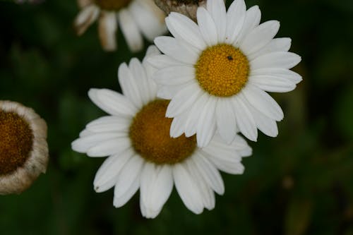 Fotos de stock gratuitas de flor, margarita