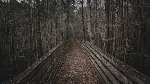 Wooden Pathway Between Trees