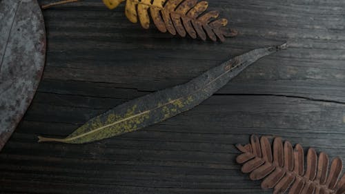 Dry Leaves on Black Wooden Surface