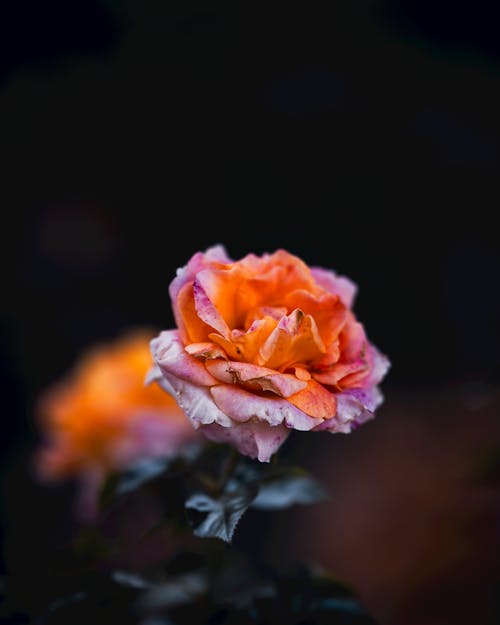 Orange Paint on a Rose 