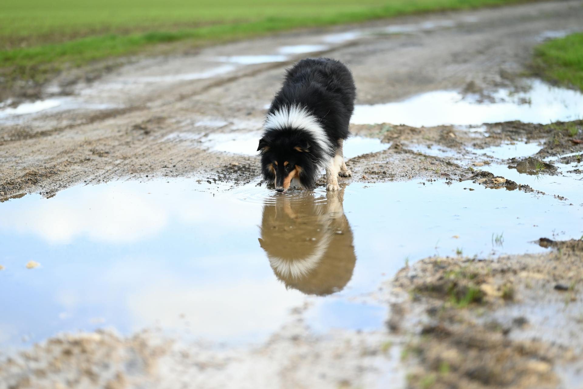 A Dog Drinking Water from a Puddle