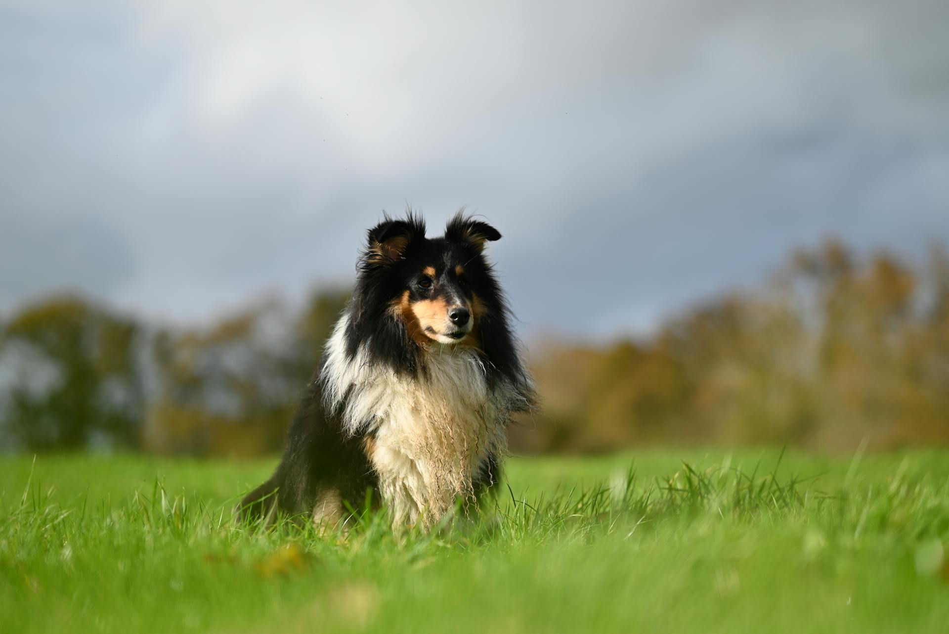 Shetlandsfårhund på gräs