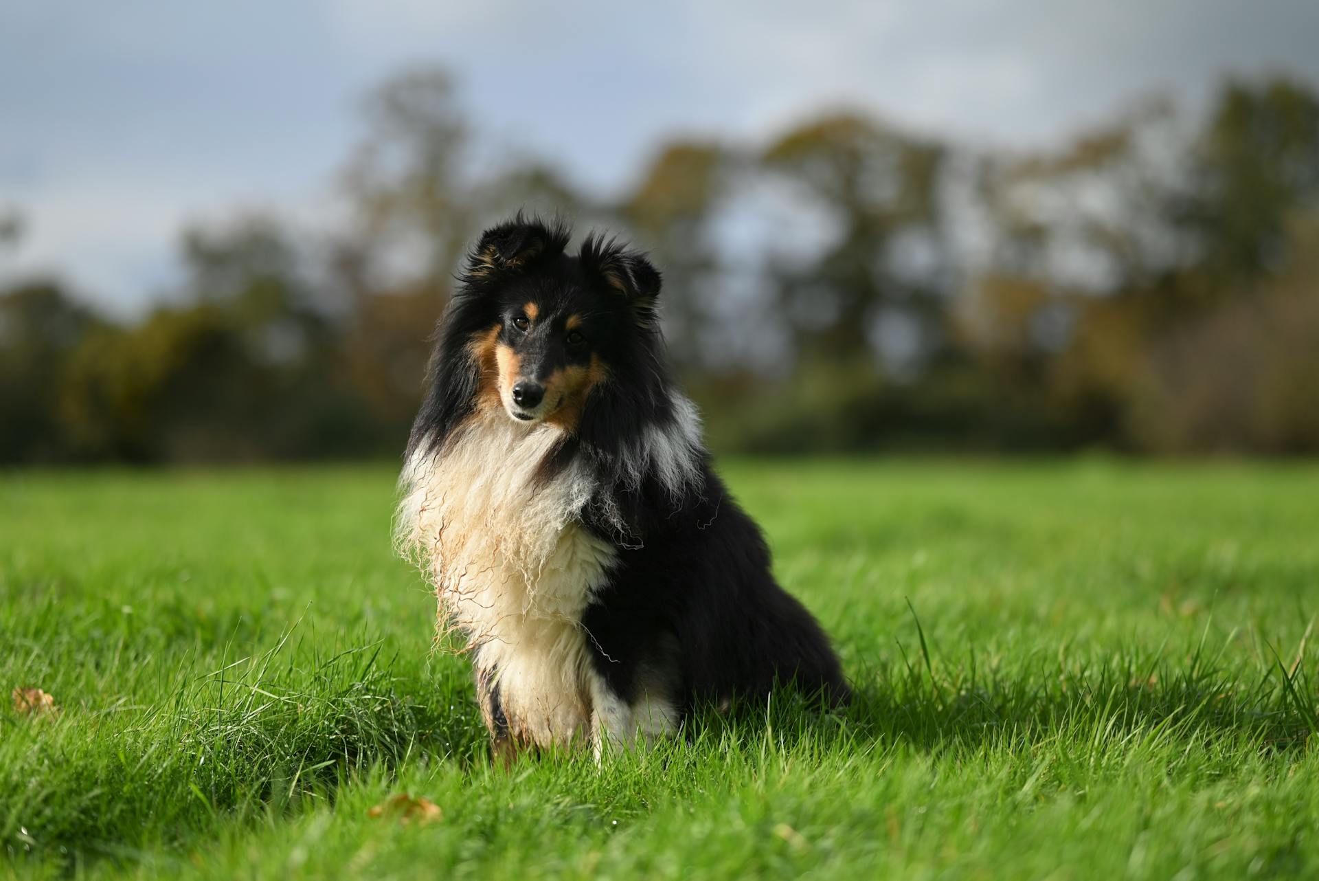 Shetlandsfårhund på gräs