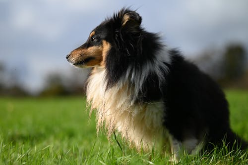 Sheltie Dog Sitting on Grass