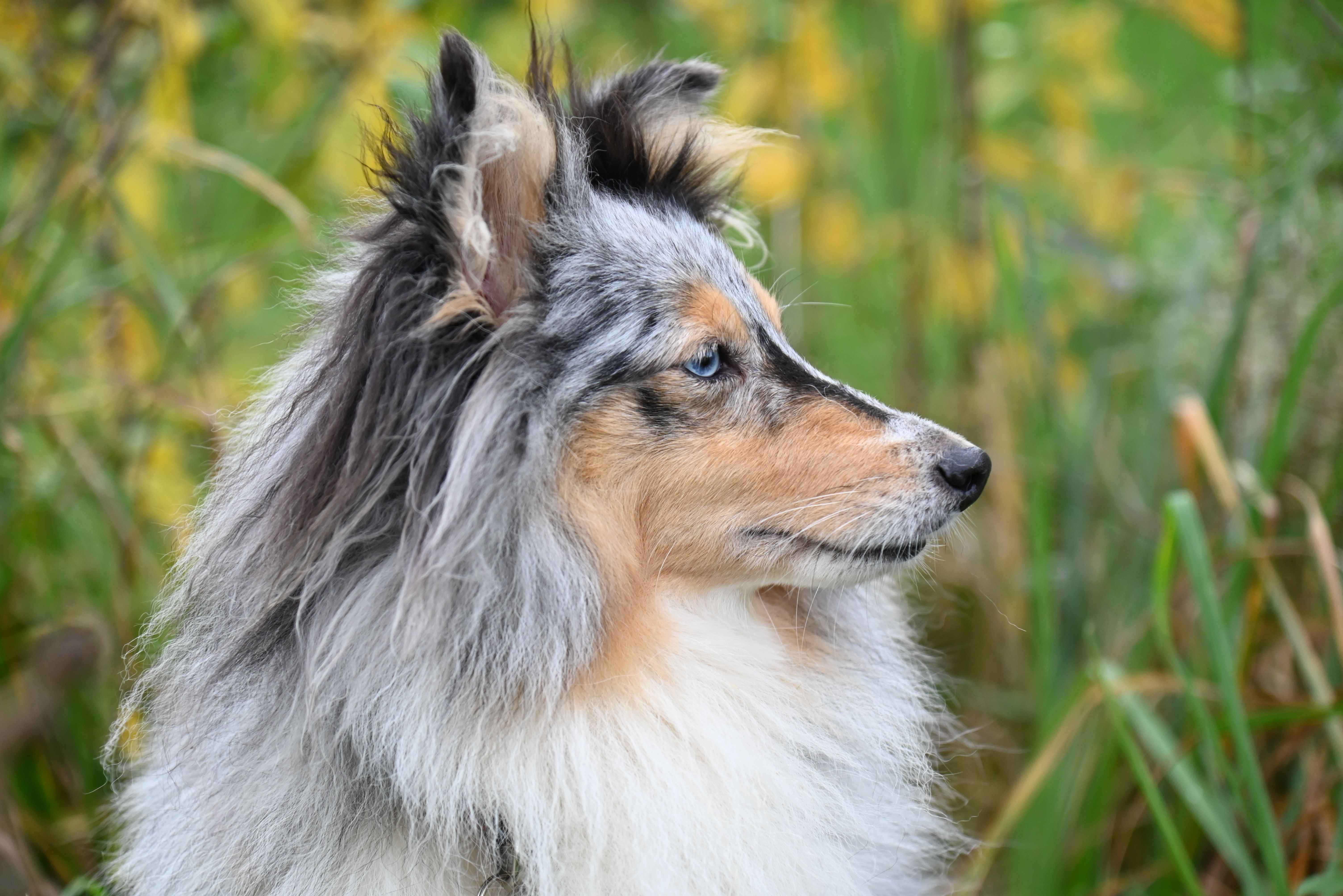 Portrait of a Dog on a Field · Free Stock Photo