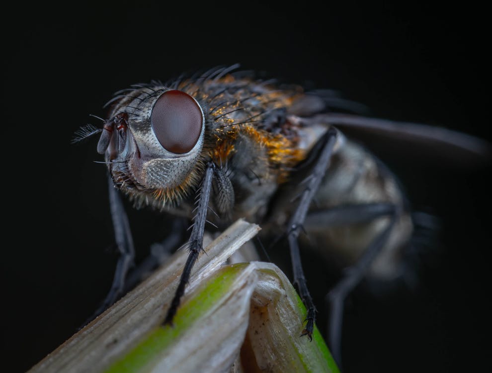 Fly on a Leaf