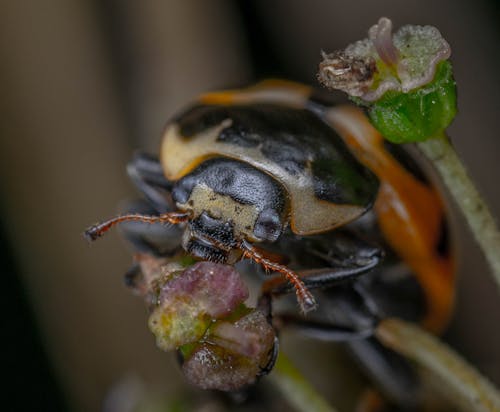 Foto d'estoc gratuïta de beetle, biologia, fulla