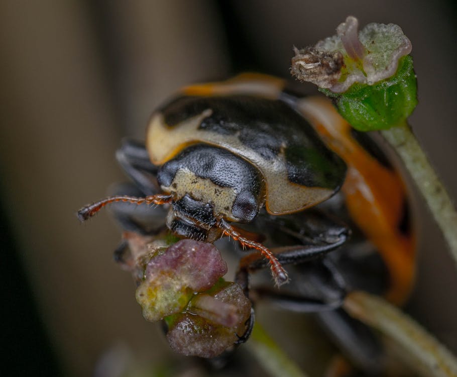 Ladybird on a Flower