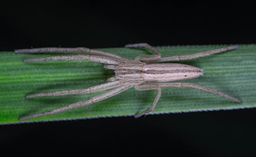 Tropical Spider on a Leaf 