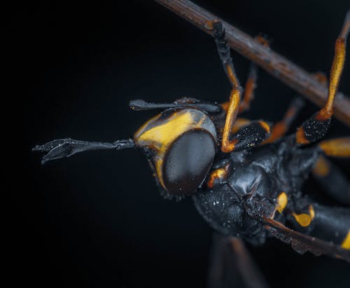 Wasp on a Plant 