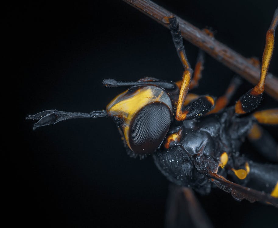 Wasp on a Plant 