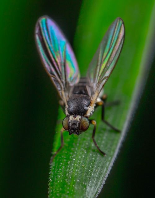 Free Close-up image of a fly with iridescent wings perched on a green leaf. Stock Photo