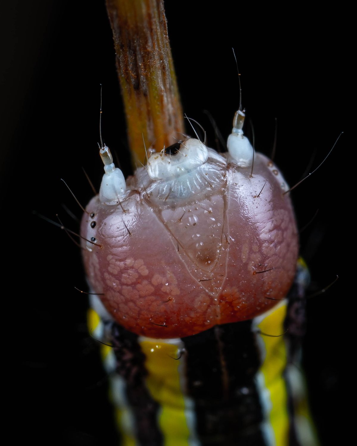 Exotic Insec Exotic Pink Insect on a Branch · Free Stock Photo