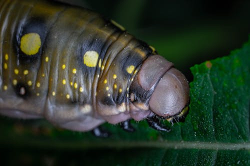 Foto d'estoc gratuïta de animal, eruga, fulla