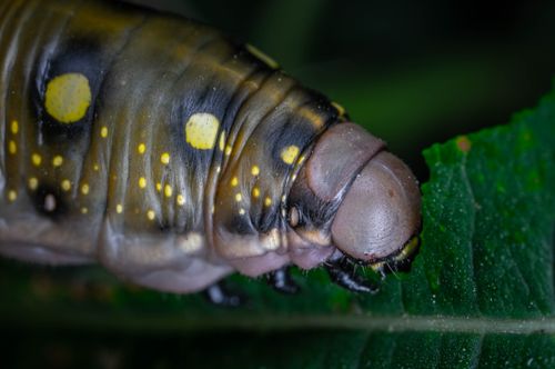 Free Detailed macro shot of a caterpillar with yellow spots on a green leaf, showcasing nature's beauty. Stock Photo