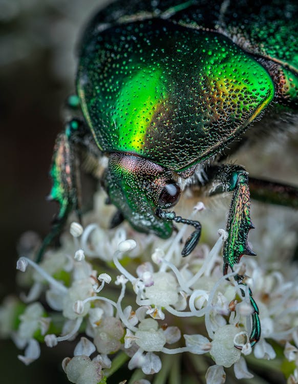 Green Beetle on Flower 