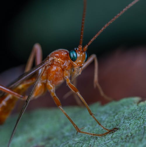 Stick Insect on a Leaf 