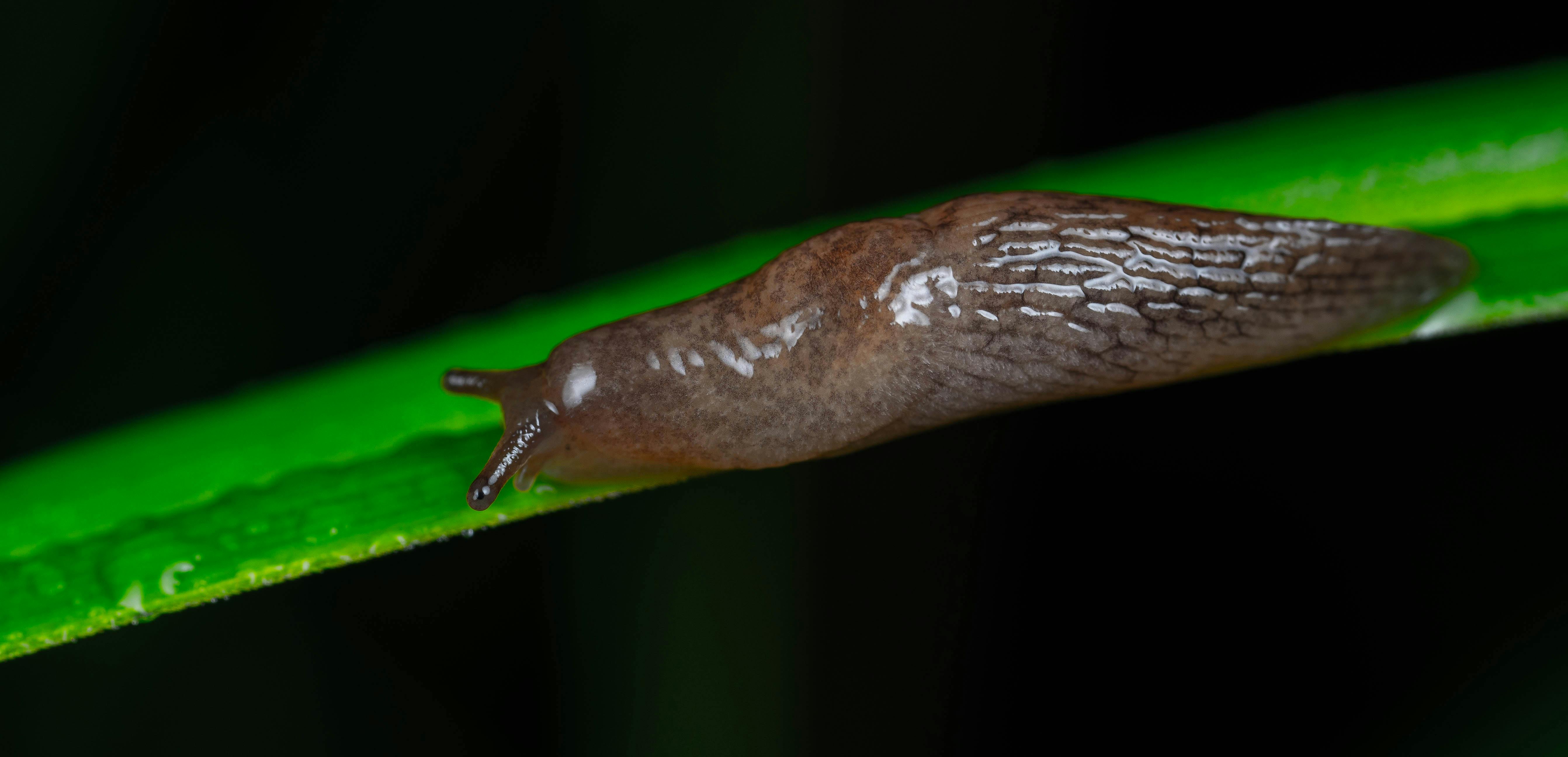 Small, granular iron phosphate slug bait pellets scattered lightly around the base of young garden plants.