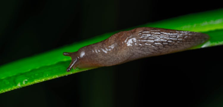 Snail On A Green Leaf