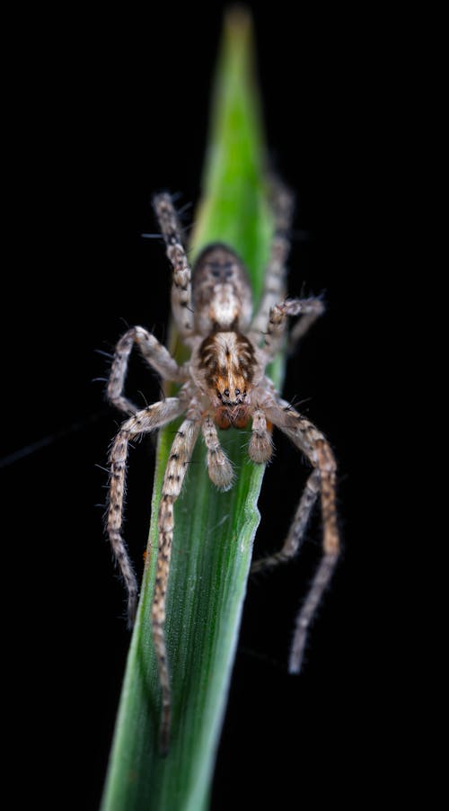 거미, 동물, 수직 쐈어의 무료 스톡 사진