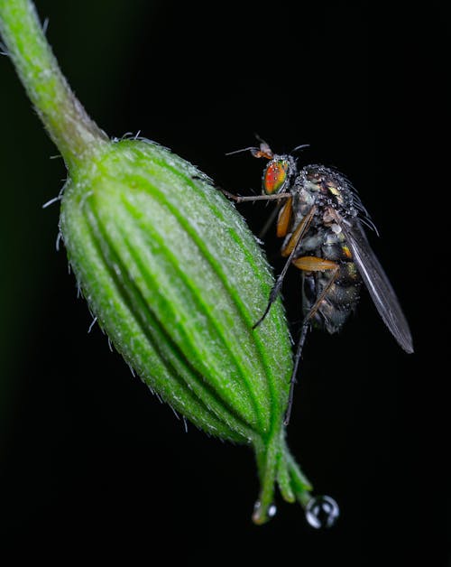 Foto d'estoc gratuïta de flor, insecte, mosca