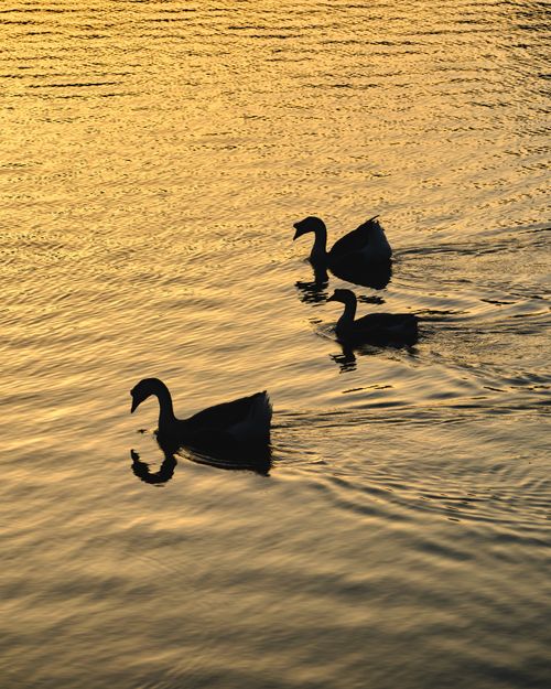 Free Silhouettes of swans gliding on a Taiwanese lake at sunset. Peaceful and picturesque wildlife scene. Stock Photo