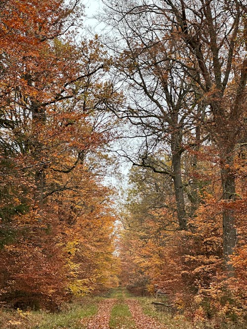 Footpath in a Forest in Fall 