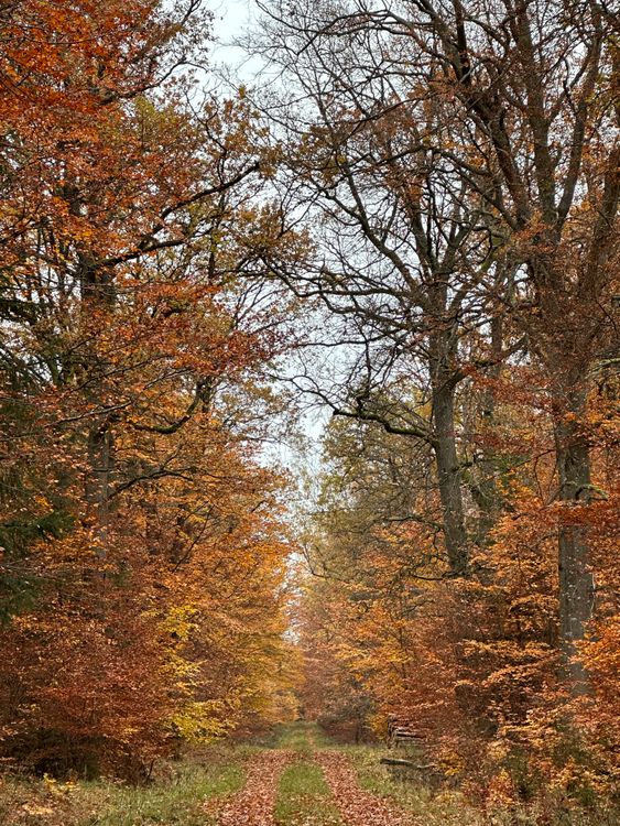 Footpath in a Forest in Fall · Free Stock Photo