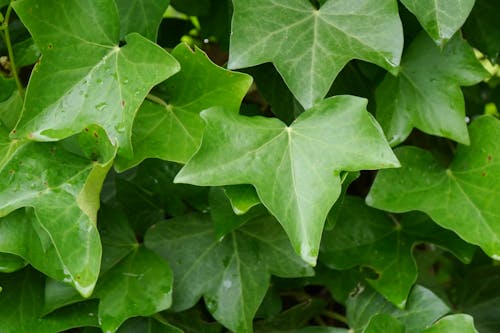 Fotos de stock gratuitas de deja la naturaleza