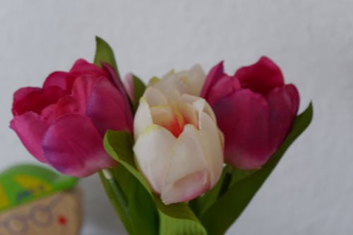 Foto stok gratis bunga, tulp