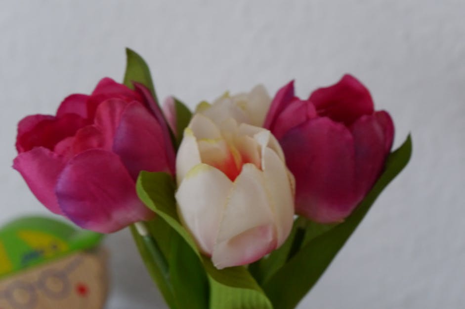 Free stock photo of flower, tulpe
