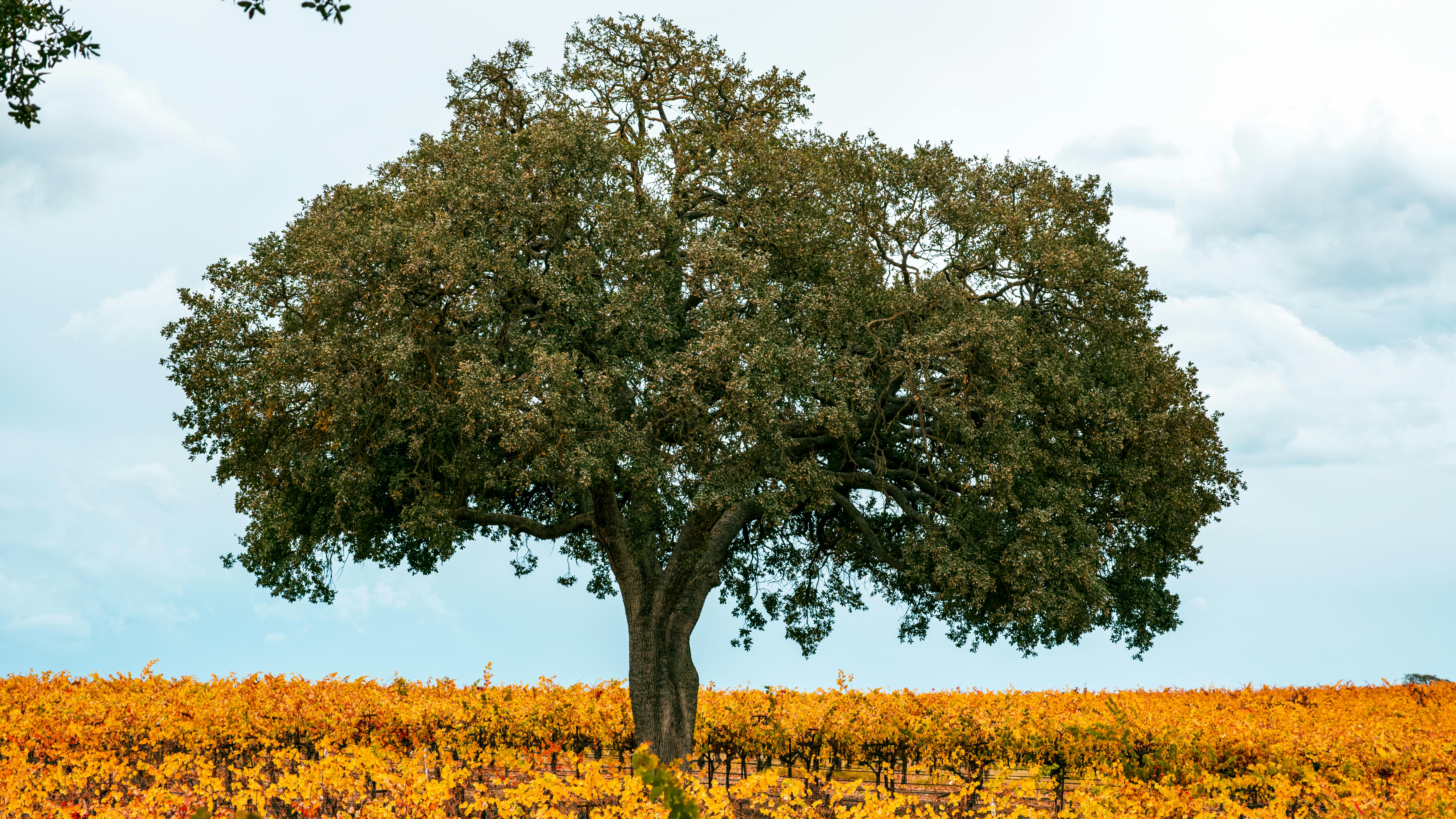 paso robles usa wine country