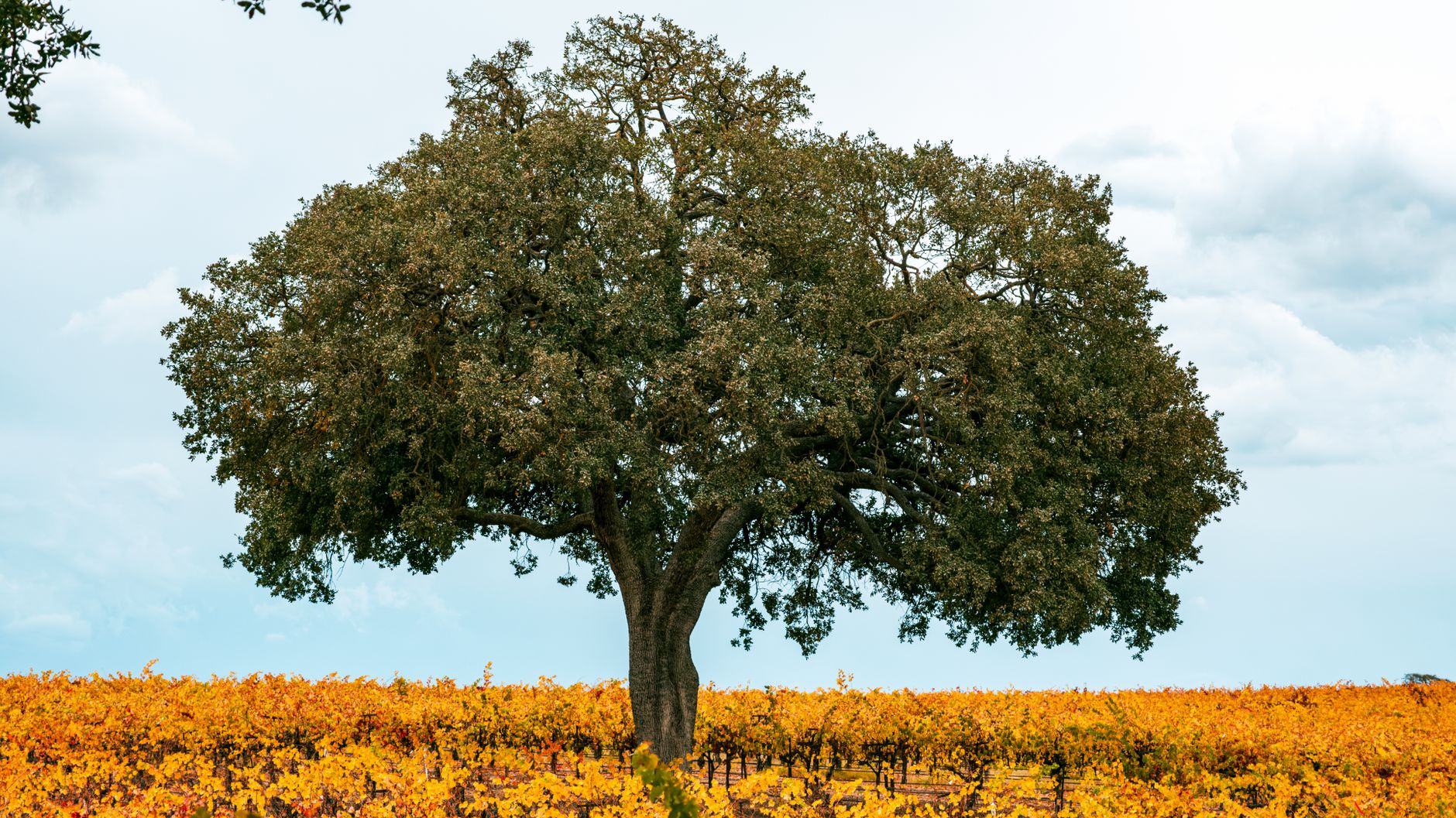 Paso Robles — Paso Robles
