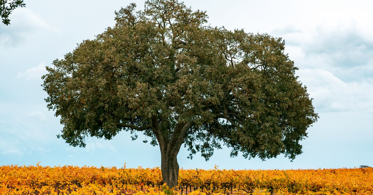 A majestic oak tree stands alone in a colorful autumn vineyard, capturing the essence of fall.