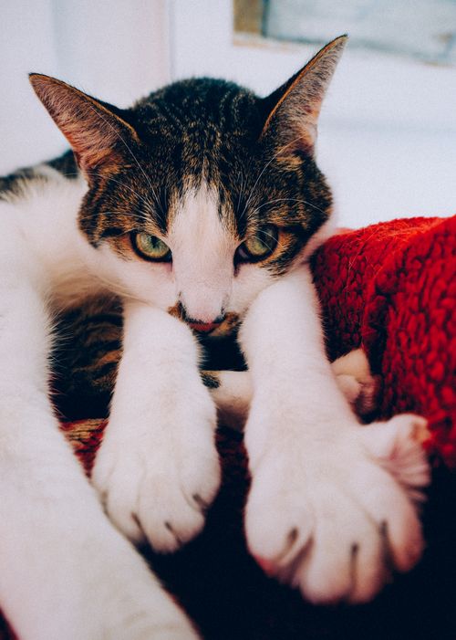 Free A close-up of a content cat stretching its paws on a cozy red blanket indoors. Stock Photo