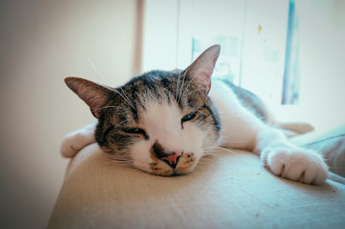 猫在米色的表面上睡觉的特写照片