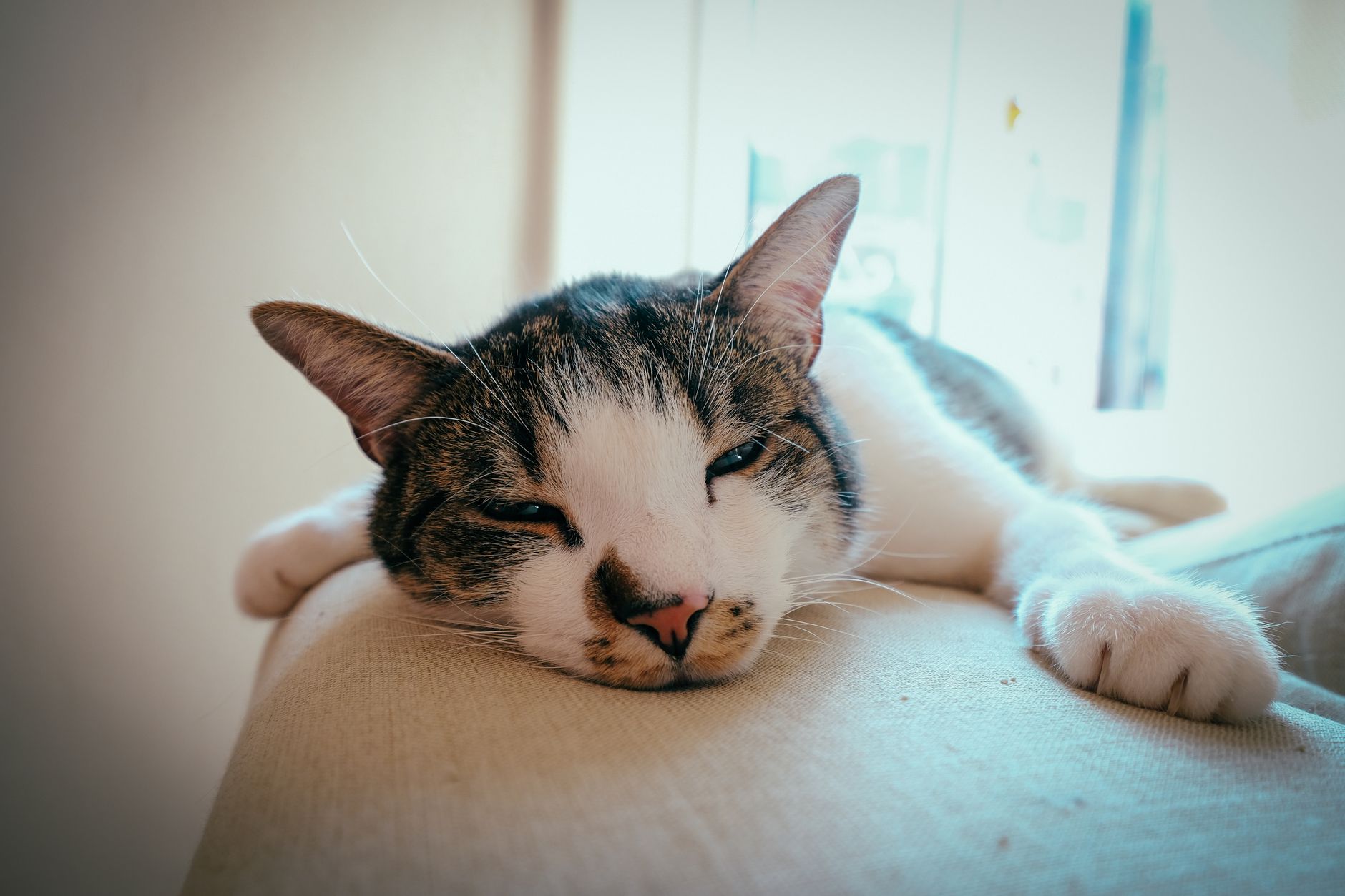 Gato morto encontrado preso ao motor de carro em Apucarana