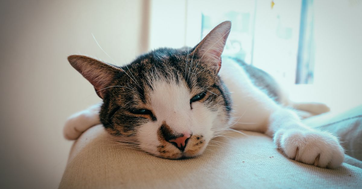 Quel canapé choisir quand on a un chat ou un chien ?