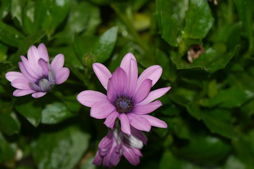 Fotos de stock gratuitas de flor