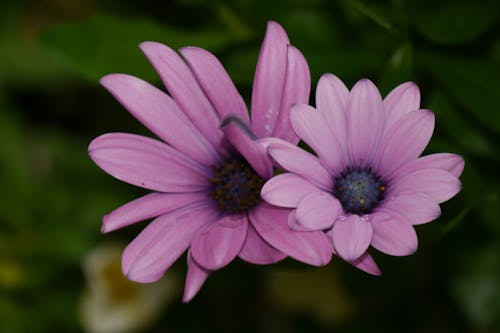 2 фиолетовых цветка с лепестками в селективной фокусировке