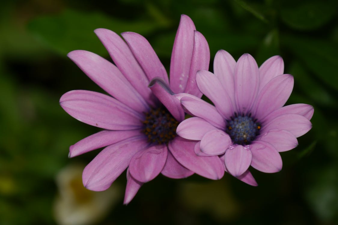 Kostnadsfri bild av blommor, blomning, dagg