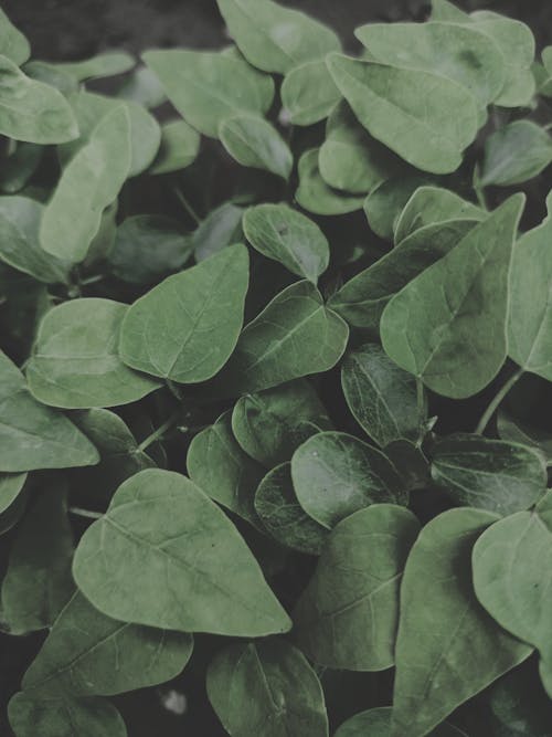 Close-up of Green Plant Leaves 