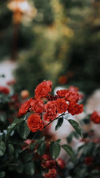 Shrub of Red Roses