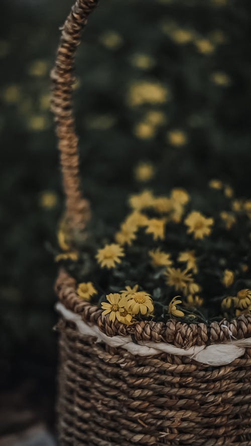 Close-up of a Basket with Delicate Yellow Flowers 