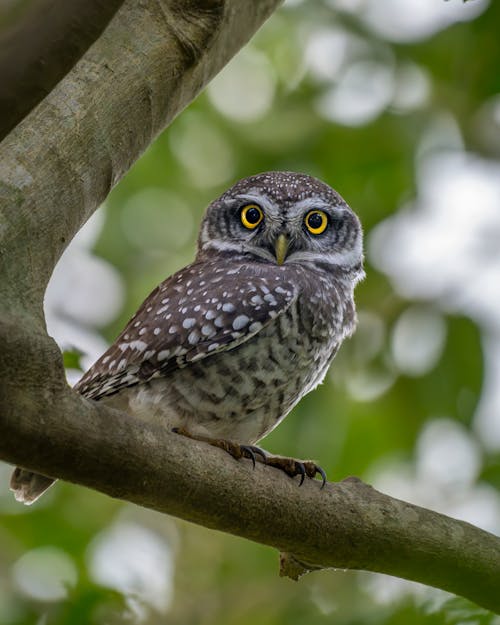 Imagine de stoc gratuită din a închide, creangă, fotografie cu animale sălbatice