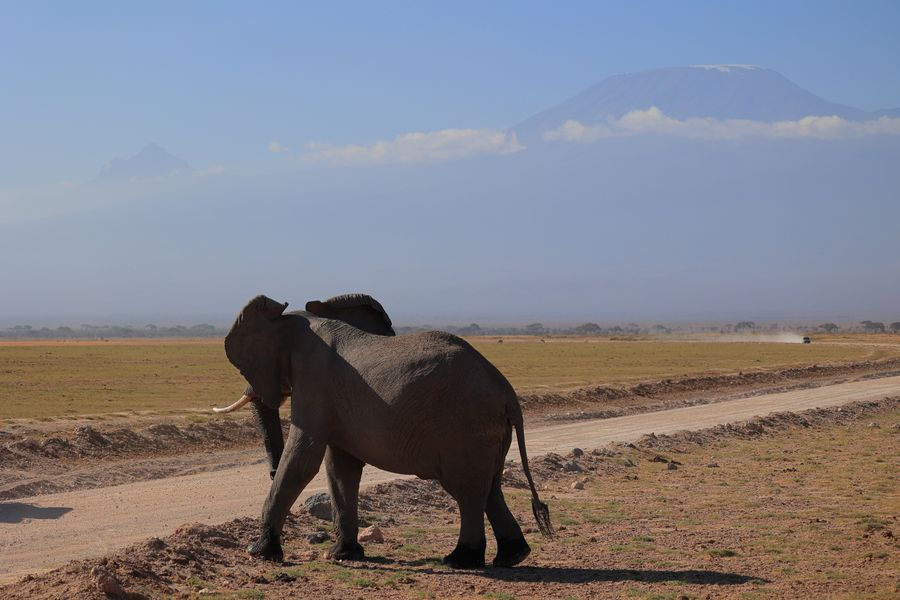 Amboseli — Where giants walk in the shadow of Kilimanjaro