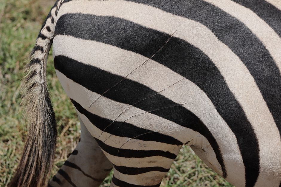 Detailed view of a zebra's stripes and scars in Kajiado County, Kenya.