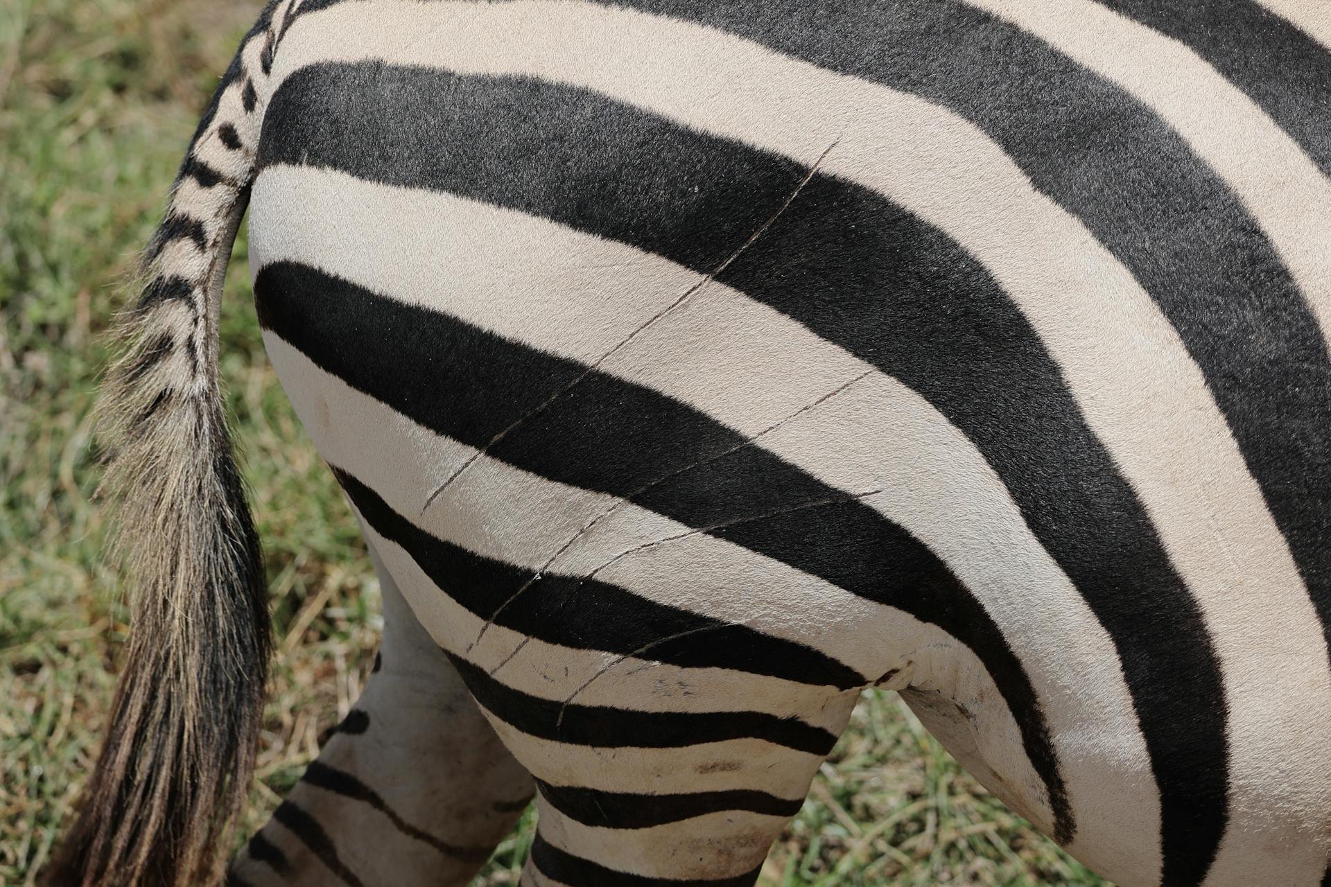 Scars on Skin of Zebra