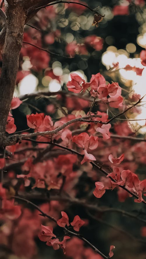 Spring Blossoms • @lostintespace