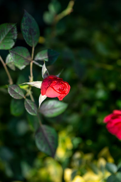 Ảnh lưu trữ miễn phí về Bông hồng đỏ, hoa đẹp, màu đỏ